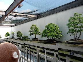 CM Bonsai #10