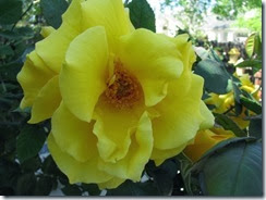 IMG_0039 IMG_0039