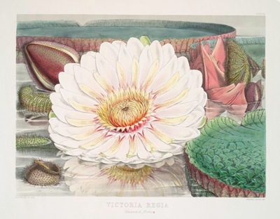 Victoria_Regia._(Expanded_flower)_(1851)