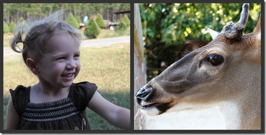 Caroline_Deer