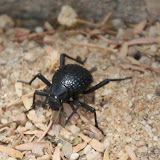 Knobbly Darkling Beetle (Physadesmia globosa)