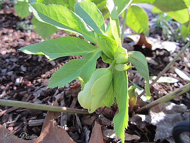 [Hellebore_Jan10.jpg]