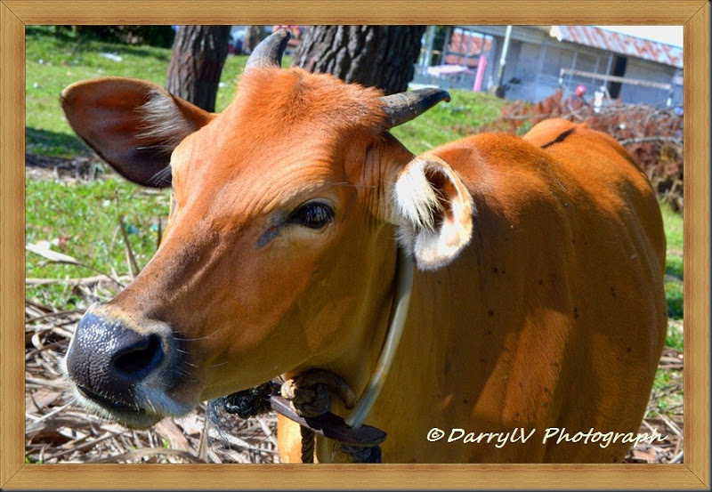 cow 1 small