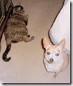 Prime & Paco Prime & Paco