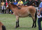 Kåsan f 2009 e Timon u Qådan e John Russ