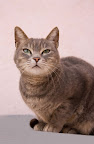 DAVIDSON hembra, 1 año
hermana de HARLEY y con sus mismas características
gatita hermosa, juguetona, cariñosa, acepta a las personas
