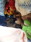 Ella es OZITA es una cachorrita que fue rescatada de la calle tenia un mundo de pulgas y muerta de miedo y hambre, ahora como pueden ver es una pequeña consentida que tiene su propio sillón y sus peluches
