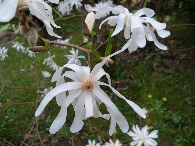 [magnolia_stellata_close_up%255B2%255D.jpg]