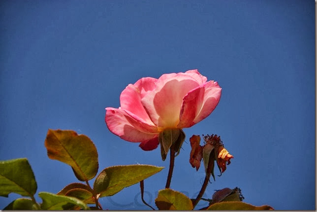 blauw blauw