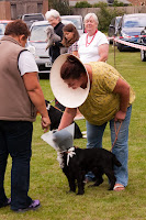 Dog Show
