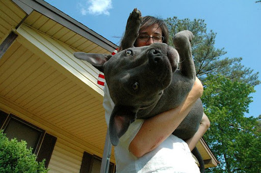 ... Companion animals provide unconditional love and the absence of pretense... ... Companion animals provide unconditional love and the absence of pretense...