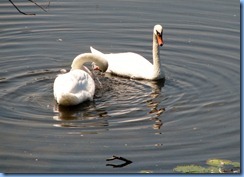 4367 Indiana - Chesterton, IN - view from our room at The Best Western Indian Oak - Mute Swan on Chubb Lake