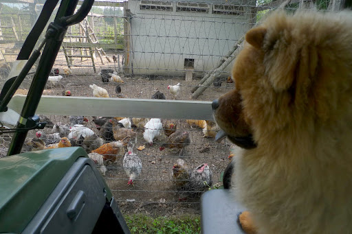 These chickens are interesting to look at and they make really neat sounds.