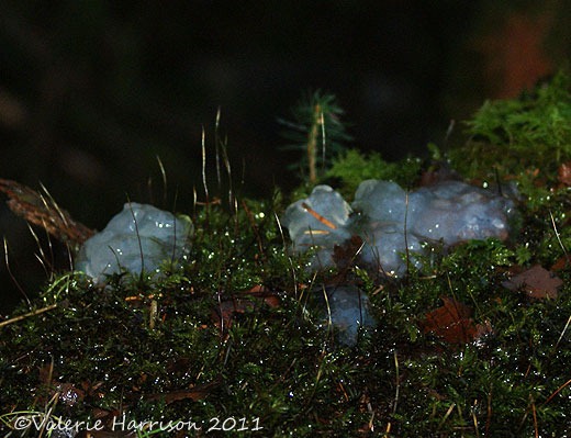 [16-slime-mould%255B2%255D.jpg]