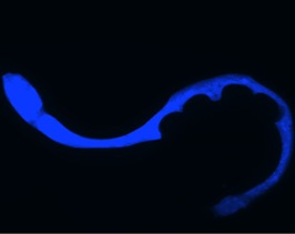 Fluorescent_image_for_NS_small Fluorescent_image_for_NS_small