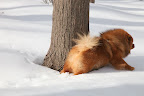 Oh well!  Onward!  Trudging through the deep icy snow shows my true grit as an explorer.