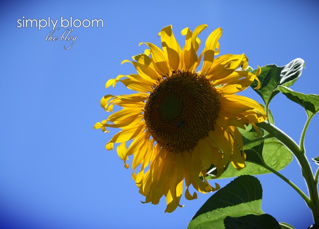 [Sunflower%255B5%255D.jpg]