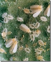 larvas de mosca blanca Marihuana - Cannabis Sativa larvas de mosca blanca Marihuana - Cannabis Sativa