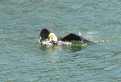 BaldEagleSwimming-2-2014-06-6-18-26.jpg
