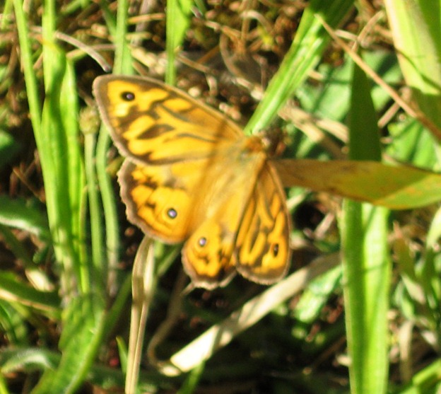 [common-brown-butterfly3.jpg]