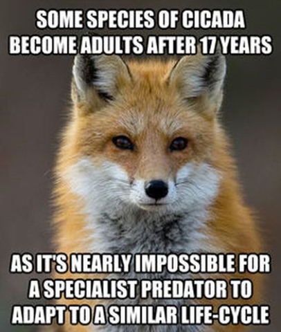 [fox-facts-meme-11%255B2%255D.jpg]