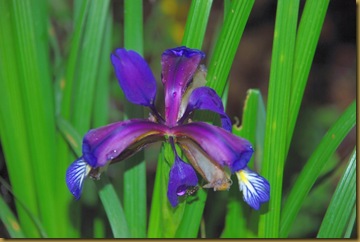 Iris Iris