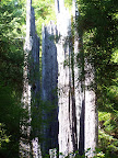 california_sequoia