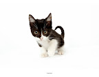 Pumpkin...
waiting to be adopted at The Humane Society of New York. 
See link at end of blog post for more details.
Photo by Richard Phibbs.