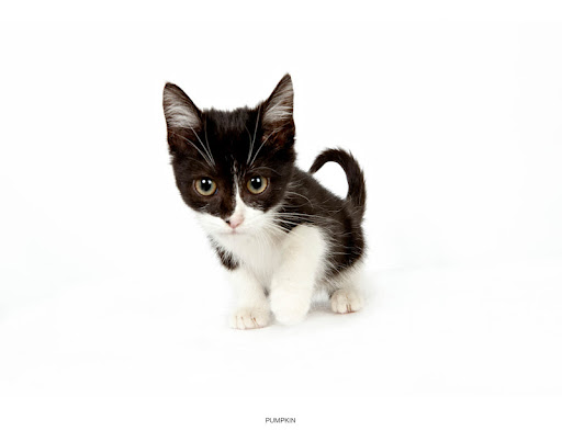 Pumpkin...
waiting to be adopted at The Humane Society of New York. 
See link at end of blog post for more details.
Photo by Richard Phibbs.