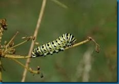 eastern black swallowtail caterpillar