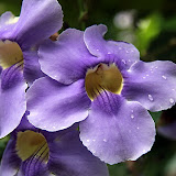 Beautiful Flowers At The Botanic Garden - Castries, St. Lucia