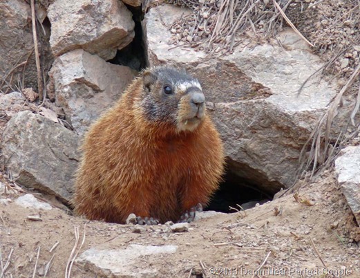 Black Hills Bertha