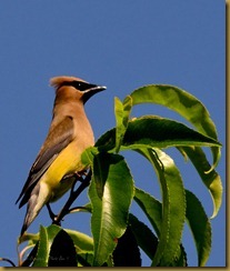 Sachuest 8-11 Cedar WaxwingD7K_2982 August 11, 2011 NIKON D7000