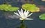 [flower-lotus-flower-65x41_thumb%255B2%255D_thumb%255B1%255D%255B3%255D.jpg]