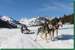 dog sled 2