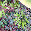 FL 2009 American Orchid Society (169).JPG