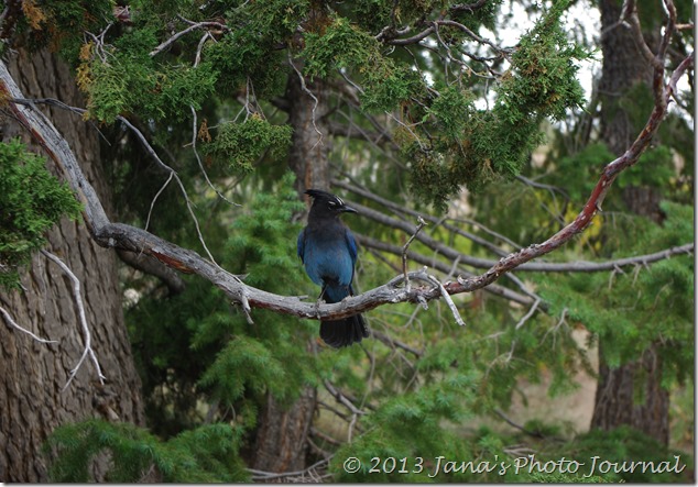 Steller's Jay at Bryce Point Steller's Jay at Bryce Point