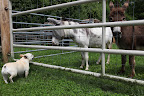 Hi Billie!  Francesca and I were watching the three of you run and we were wondering, who do you think would win in a race?  Frenchies or miniature donkeys?