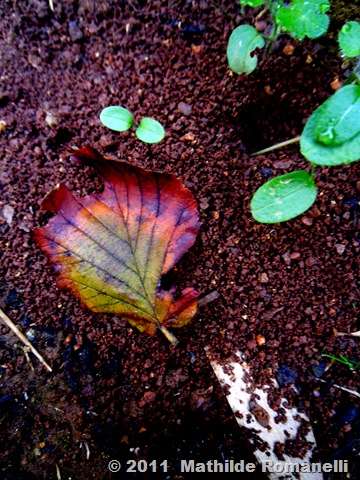 Macro Photo Macro Photo