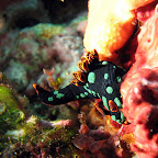 Nudibranch (Gili Biaha, Padangbai, Bali)