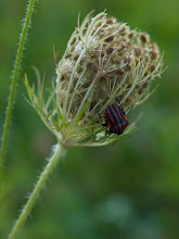 P7156658