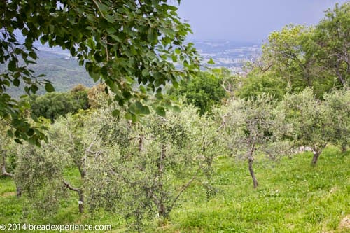 [vineyard-olive-grove-5%255B4%255D.jpg]