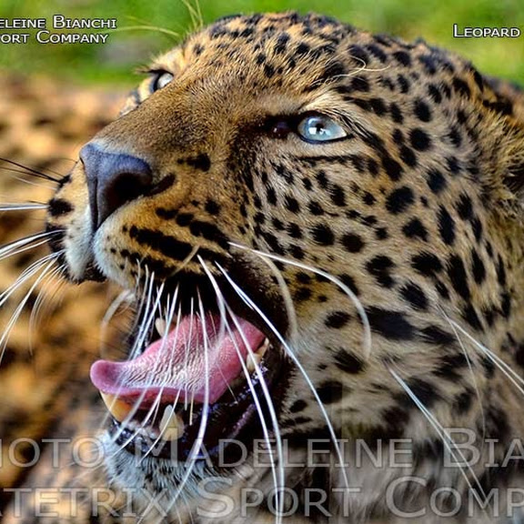 LEOPARD - PANTHER PHOTO SHOW