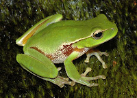 Litoria_phyllochroa.JPG
