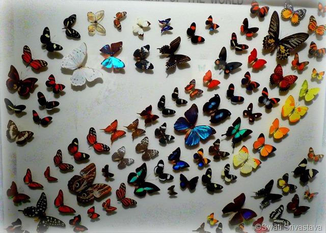 Butterfly10.jpg