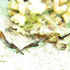 Seagrass ghostpipefish (El Gouna)