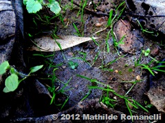Macro Photo Macro Photo