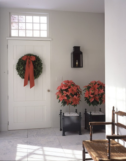 Elegant 'Maren' poinsettia topiaries (from a nursery) are planted in painted iron orangery boxes and topped with crushed marble. Because poinsettias don't require much natural light, they're ideal to use in a vestibule or hallway. Elegant 'Maren' poinsettia topiaries (from a nursery) are planted in painted iron orangery boxes and topped with crushed marble. Because poinsettias don't require much natural light, they're ideal to use in a vestibule or hallway.