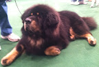 Tibetan Mastiff 'Major' gave away his human Mom Debbie Parsons in her wedding ceremony held in the benching area during the Westminster Kennel Club dog show...Congratulations Debbie (and Major)!!!