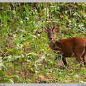 Muntjac